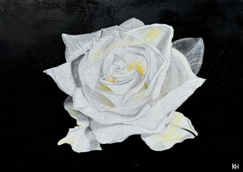 weisse Rose
